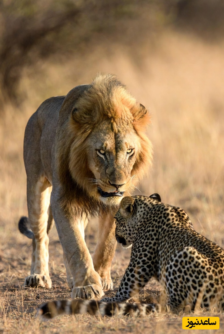 فیلم/ درس هایی از طبیعت؛ مستند حیات وحش/انتقام پیروزمندانه شیرهای داغدار از پلنگ، شکارچیِ بی رحمِ جنگل/ یک خانواده هیچوقت پشت همدیگه رو خالی نمیکنه!