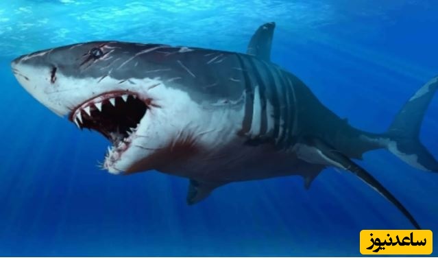 ببینید| کوسه آسوده؛ یک کوسه غول پیکر با دهانی فوق العاده بزرگ ولی بی خطر