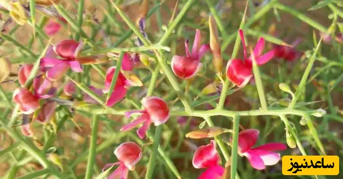 با خواص و مضرات عرق خارشتر آشنا شوید!