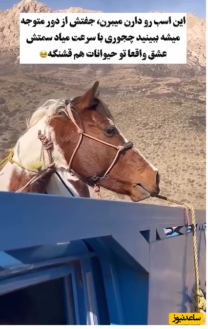 عشق بین حیوانات چقدر واقعی‌تره؛ این اسب رو دارن میبرن، جفتش از دور متوجه میشه ببینید با چه سرعتی خودش رو میرسونه💔+ ویدیو