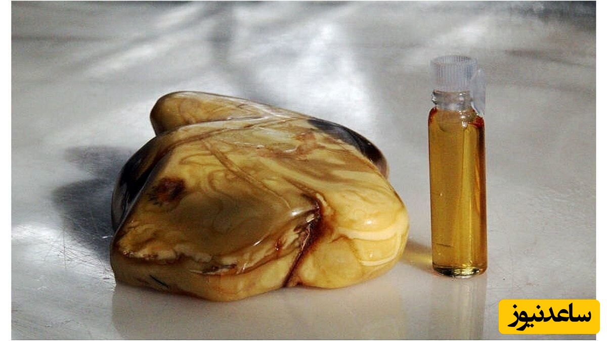 رونمایی از گران‌ترین و قیمتی‌ترین استفراغ جهان که در عطرسازی کاربرد دارد!+عکس