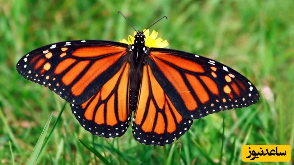 دیدن پروانه (شاپرک) در خواب چه تعبیری دارد؟/تعبیر خواب پروانه