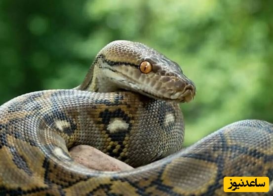 هجوم پیتون‌های غول پیکر به خیابان‌های سیل‌زده اندونزی