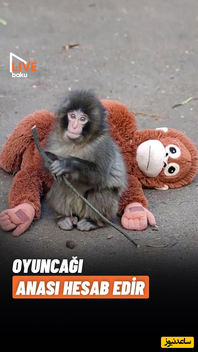 بازدید میلیونی بچه پانچ باغ وحش که بعد از طرد شدن از مادرش کم نیاورد و به خودش پناه آورد / داستان زندگی خیلی از ما آدم ها