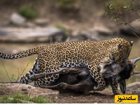حیات وحش ؛ مستند حیات وحش حیوانات/ شکار یک کل یالدار بزرگ با کمین ماهرانه پلنگ!