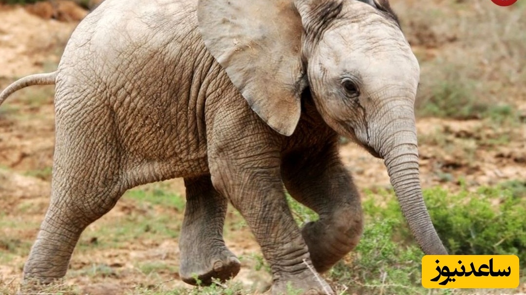 تنها فیل «دورگه» جهان که فقط 10 روز عمر کرد