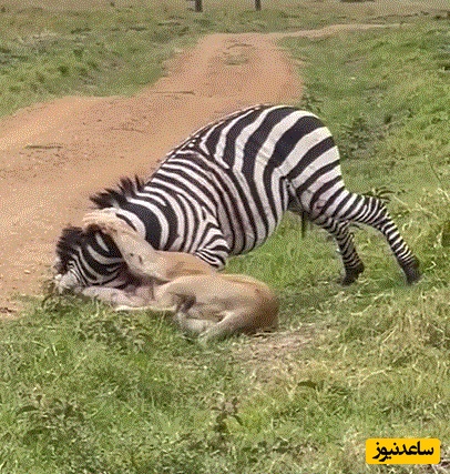 (ویدئو) حیات وحش ؛ مستند حیات وحش حیوانات/ فرار شگفت‌انگیز گورخر از چنگ شیر ماده