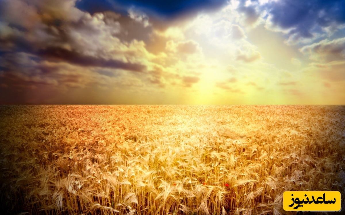 دیدن خرمن در خواب چه تعبیری دارد؟ /  تعبیر خواب خرمن