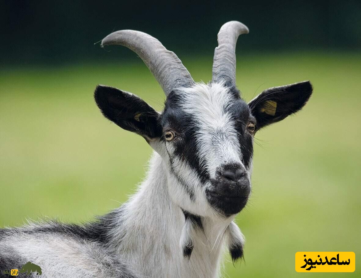 دیدن بز در خواب چه تعبیری دارد؟ / تعبیر خواب بز