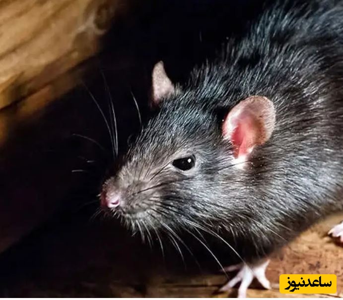 (ویدئو) حیات وحش ؛ مستند حیات وحش حیوانات / شکار جوجه کبوتر نگون‌بخت توسط موش فرصت‌طلب