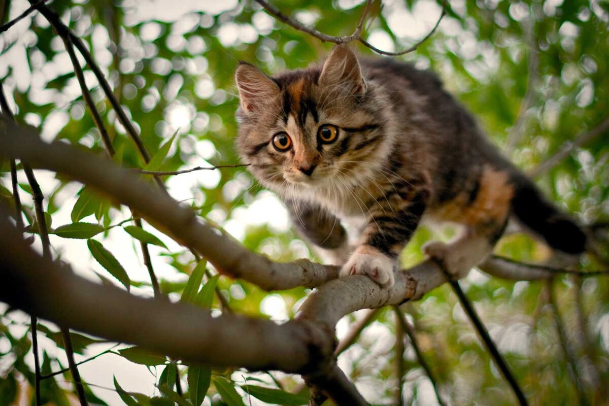 چرا گربه های خانگی دنبال شکار می روند؟