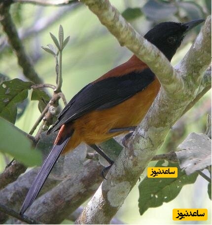 پوستر پرنده پیتویی