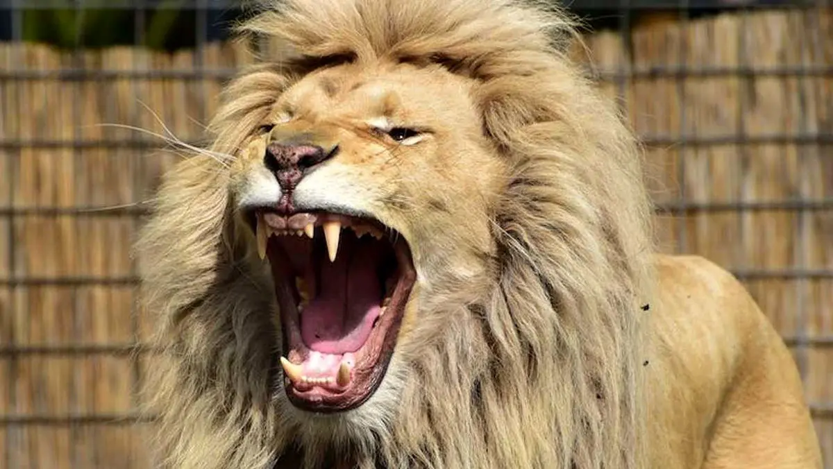 (16+)ویدئویی دلخراش از خورده شدن دست یک مرد توسط شیر خشمگین در باغ وحش