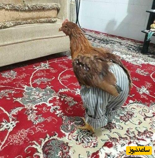 خلاقیت خنده دار جوان گرمازده برای محافظت از خودش دربرابر گرما با نصب مرغ زنده به عنوان پنکه سقفی حماسه آفرید/ بنده خدا مغزش هم سوخته