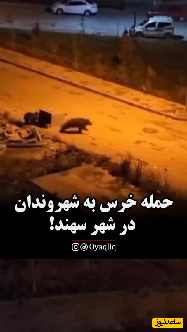 لحظه نفسگیر حمله خرس به ساکنان یک مجتمع مسکونی در تبریز+ ویدئو