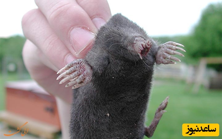 قطعا این موش عجیب‌ترین چیزی هست که به عمرتون دیدید + ویدئو / هوش این موش جهانی شد، حرفه ای‌ترین عملیات موشی دنیا🙄