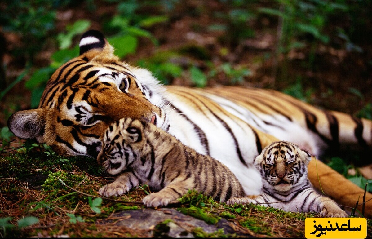 تعبیر خواب ببر