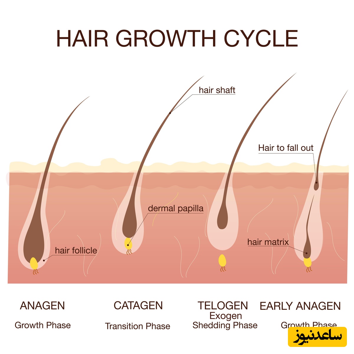 ماینوکسیدیل