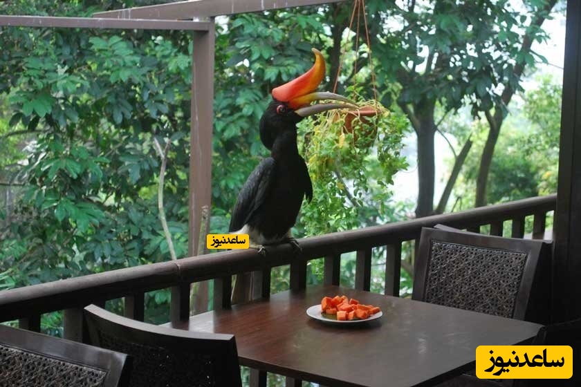 پارک پرندگان کوالالامپور و زیبایی های آن!