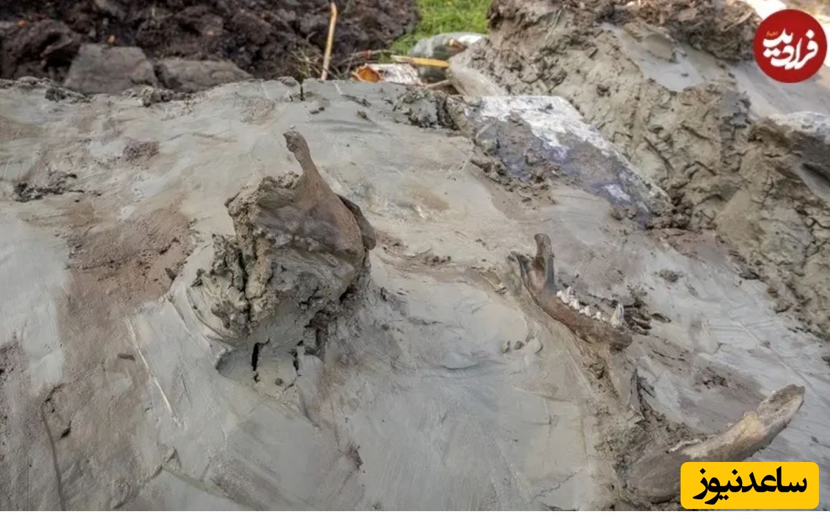 بخشهایی از اسکلت سگ در تصویر دیده میشود