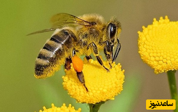 (ویدئو)چرا زنبورعسل بعد از نیش زدن می میرد؟