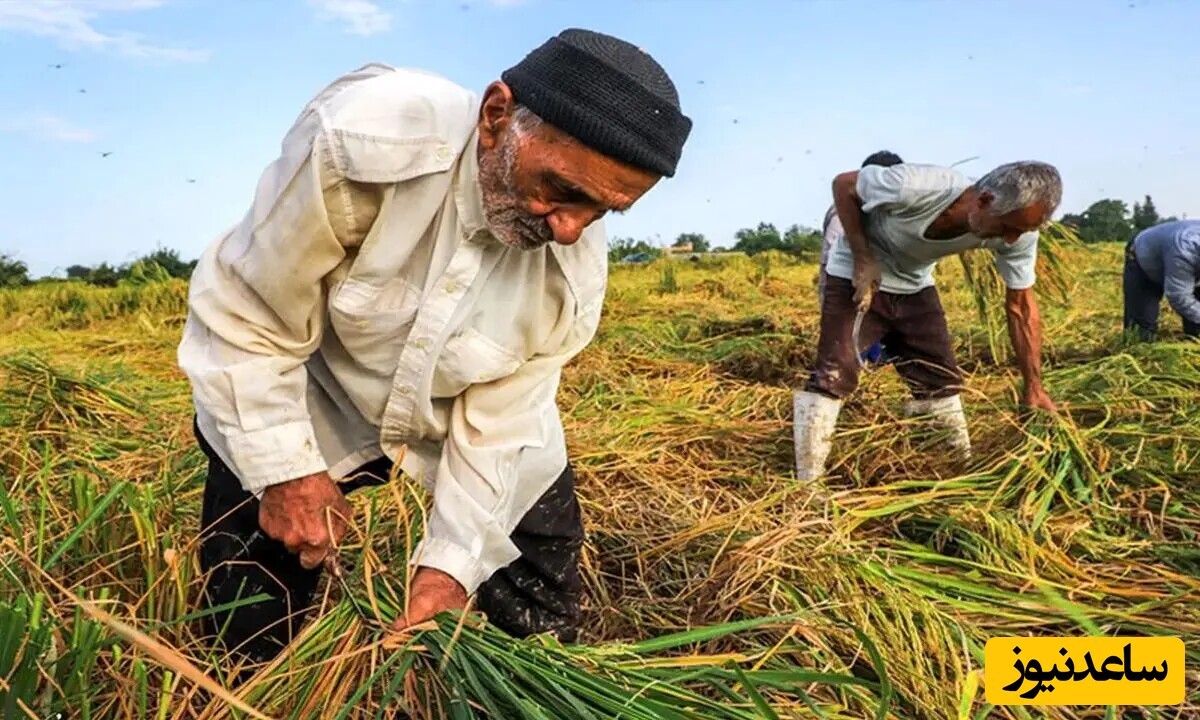 عکس | خلاقیت هوشمندانه کشاورز خوش ذوق در تولید برق برای مزرعه‌اش حماسه آفرید / اینشتین هم این مغز رو نداشت!