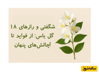 گل یاس: آرامش‌بخش روح و جسم؛ با 18 خاصیت شگفت‌انگیز و مضرات آن آشنا شوید