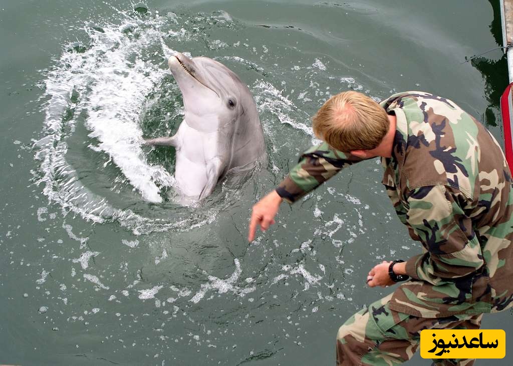 پاسخ دوپهلوی وزیر جنگ آمریکا در خصوص استفاده از دلفین‌های انتحاری در تنگه هرمز+فیلم
