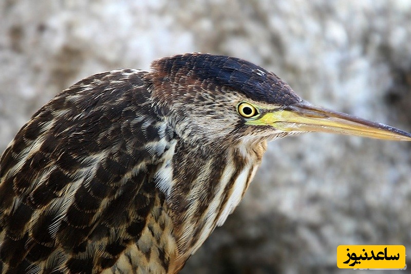 دیدن پرنده بوتیمار در خواب چه تعبیری دارد؟ / تعبیر خواب پرنده بوتیمار