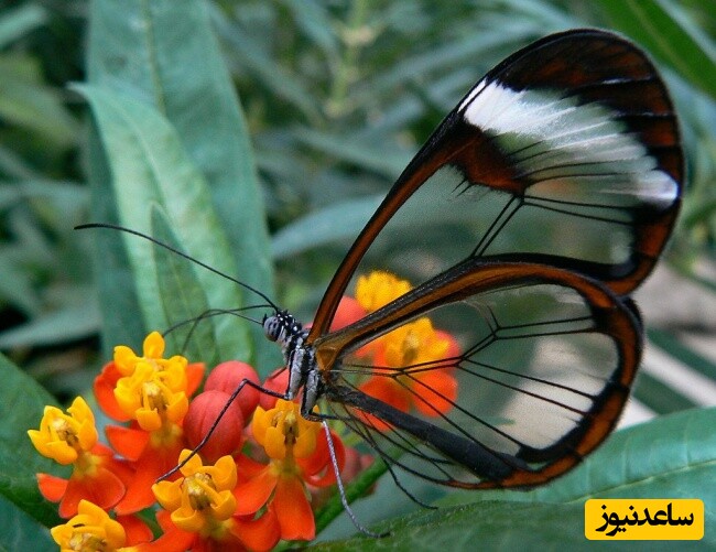 2- پروانه بال شیشه‎ای (Glasswing butterfly)