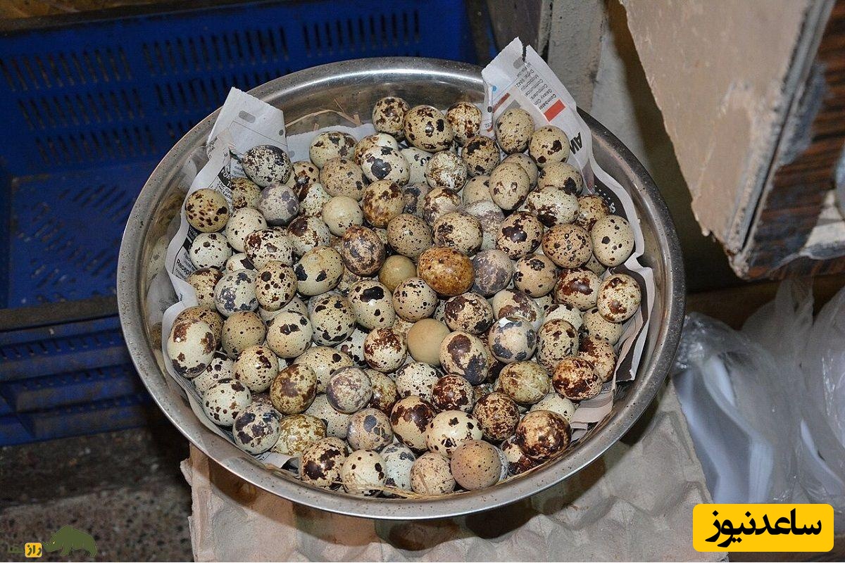 تخم بلدرچین