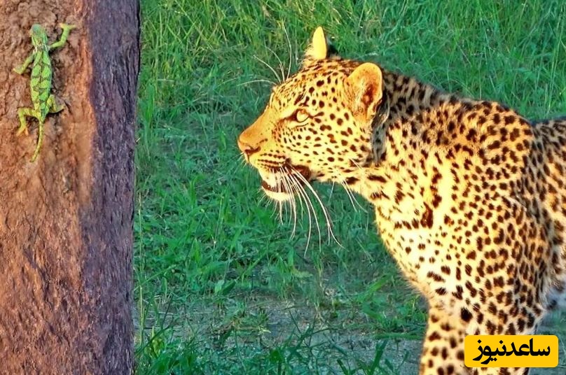 حیات وحش ؛ مستند حیات وحش حیوانات/  آفتاب پرست شجاع بدون تغییر رنگ از دست پلنگ فرار کرد!