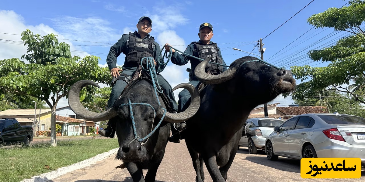 ببینید؛ پلیس‌های گاومیش‌سوار!/ با گاومیش دنبال مجرمانند!