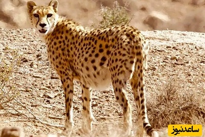 فیلمی بی نظیر از مشاهده یوزپلنگ ایرانی با 4 توله، نخستین زادآوری مستند یوز آسیایی در میاندشت پس از یک دهه+ ویدیو