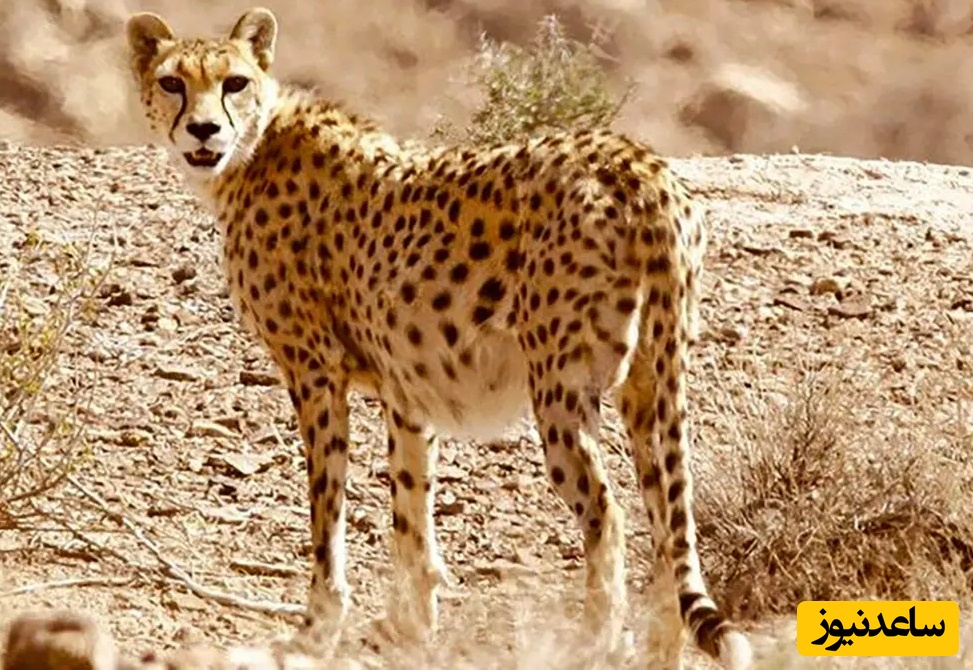 فیلم شگفت انگیز از مشاهده یوزپلنگ ایرانی با 4 توله، نخستین زادآوری مستند یوز آسیایی در میاندشت پس از یک دهه+ ویدیو