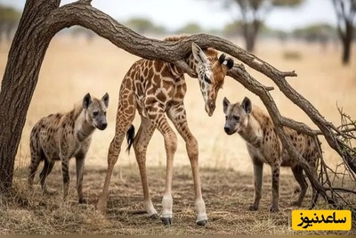 ویدئوی حیات وحش روز؛ این ماجرای راز بقا: لحظه‌ای نفس‌گیر در طبیعت؛ تلاش مادر برای نجات بچه‌زرافه از حمله کفتارها