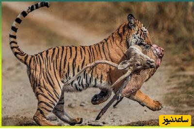 ببینید| لحظات نفسگیر کمین و حمله ببر به یک گوزن شاخدار در مقابل چشمان مسافران تابستانی/ چه شانسی! در چند قدمیشون راز بقا رو بصورت لایو تماشا کردن!