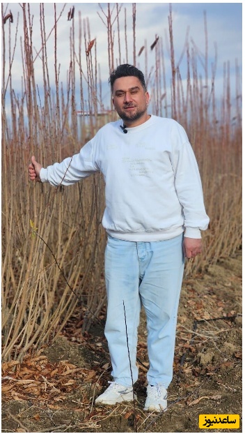 تولید 1 میلیون نهال بادام آذر،تونو،مامایی و فرانیس در نهالستان پالیز