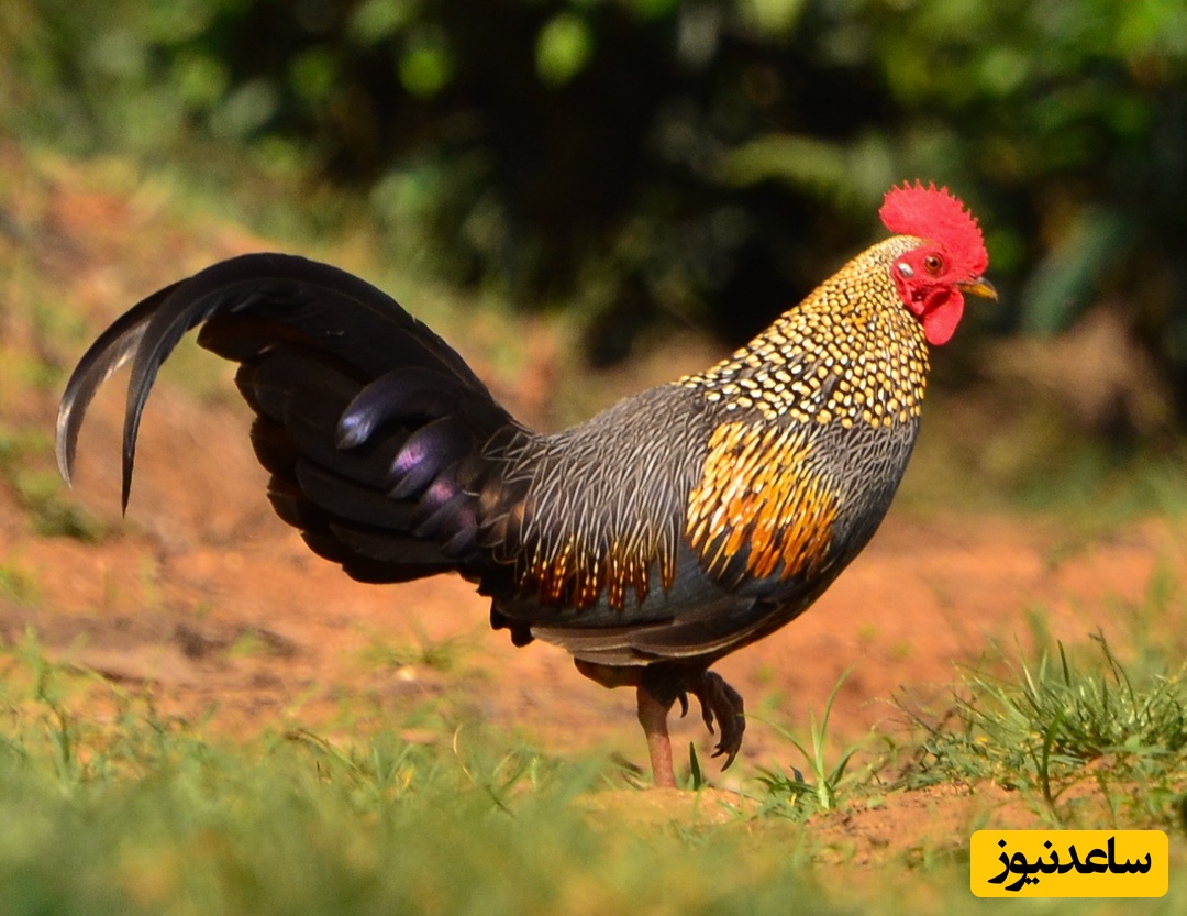 دیدن خروس در خواب چه تعبیری دارد؟ تعبیر خواب خروس