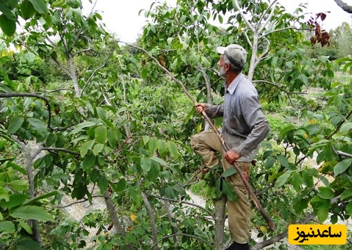 خلاقیت مشاغل؛ ابتکار خارق‌العاده و پرطرفدار باغدار باهوش در چیدن میوه‌های بالای درخت با بطری نوشابه +ویدیو/ یه همچین ذهن خلّاقی رو باید بیمه کرد👌