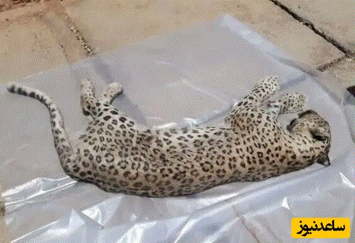 حمله پلنگ به مجتمع مسکونی در هند؛ 7 نفر زخمی شدند