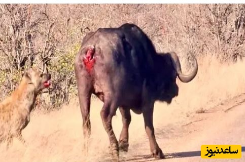 (ویدئو) حیات وحش ؛ مستند حیات وحش حیوانات / بوفالو برای فرار از دست کفتارهای گرسنه، دم خود را از دست داد!🐃🦁