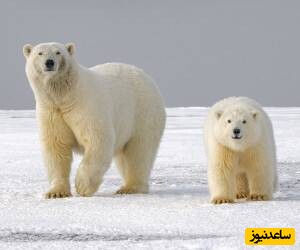 رونمایی از کیوت ترین خرس قطبی خونخوار جهان با اختلاف: لحظه لبخند زدنش رو دیدید؟ +فیلم