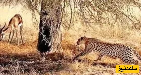 (ویدئو) حیات وحش ؛ مستند حیات وحش حیوانات/   پرواز دیدنی مشکین گربه از بالای درخت برای نجات جان خود از دست پلنگ