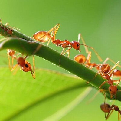 دانشمندان رابطه جنسی «عجیب» مورچه «دیوانه» را کشف کردند