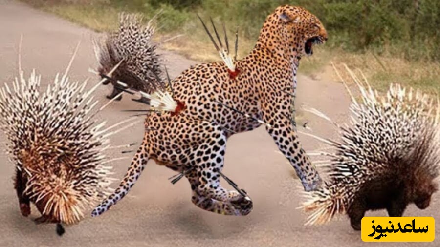 (ویدئو) حیات وحش ؛ مستند حیات وحش حیوانات / پلنگ مقابل جوجه تیغی