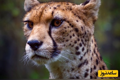 (ویدئو) نگاهی به جذابیت حیات وحش آفریقا با بلاگر محیطبان / وداع یوزپلنگ آفریقایی با غرور؛ وقتی درنده به گربه تبدیل شد!