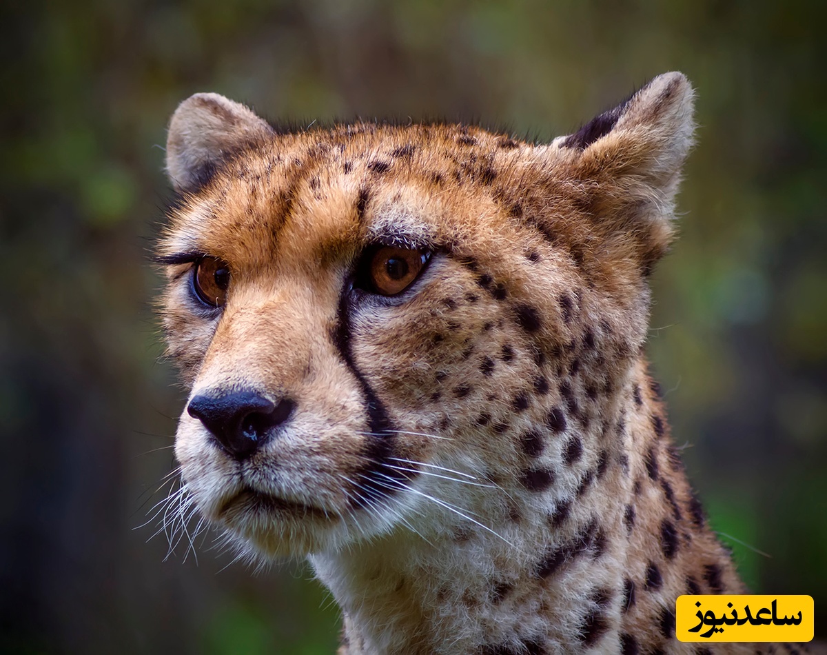 (ویدئو) نگاهی به جذابیت حیات وحش آفریقا با بلاگر محیطبان / وداع یوزپلنگ آفریقایی با غرور؛ وقتی درنده به گربه تبدیل شد!