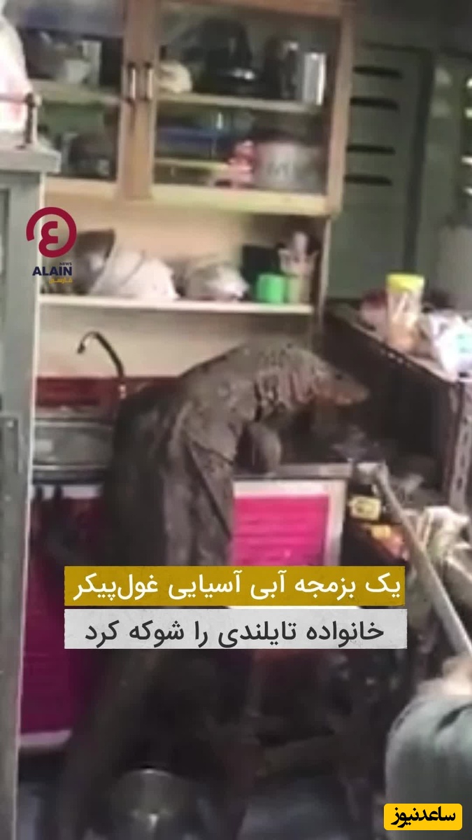 تا حالا بزمجه دیده بودید؟ بزمجه آبی غول پیکر 3 متری مهمان ناخوانده در آشپزخانه یک خانه / داره ظرفارو میشوره، چقد وحشتناک بود + ویدئو