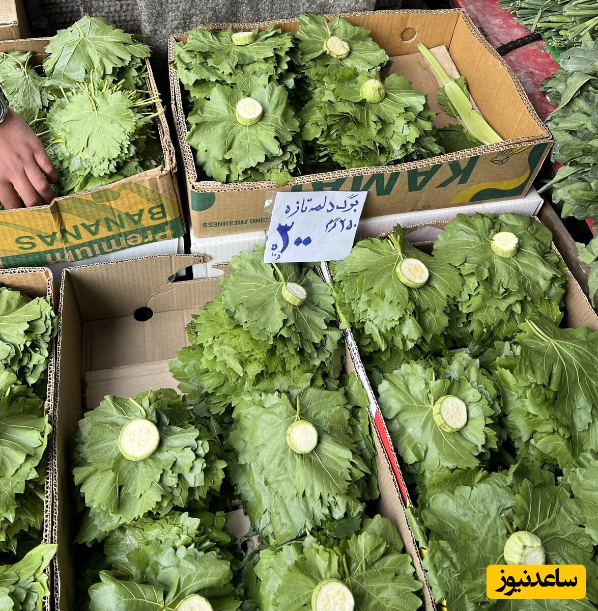 برگ دلمه